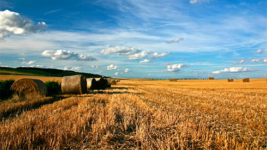 В Україні вже продано майже 120 тисяч гектарів: перші результати ринку землі